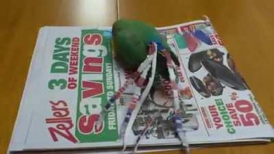 Parrots like to accessorize too