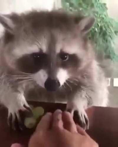 Don't touch my grapes