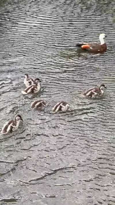 Paradise shelduck family at Wellington Botanic Gardens duck pond
