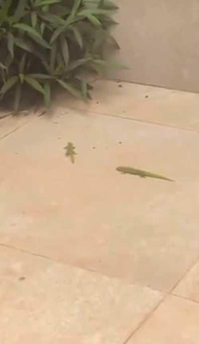 These geckos fighting