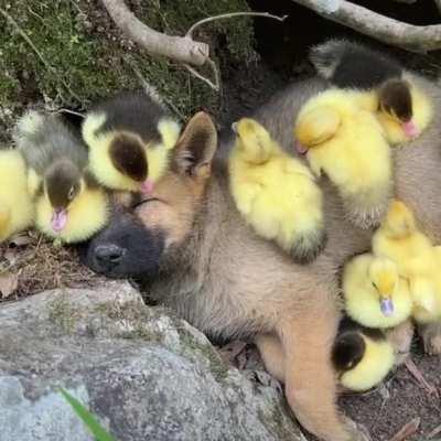 Puppy thinks he's one of them...