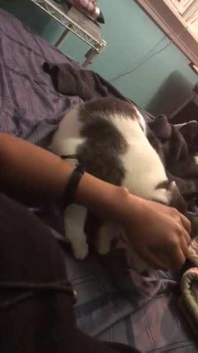 spending time with my foster kitty