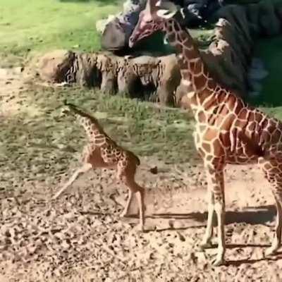 Baby giraffes get the zoomies too! Legs everywhere!