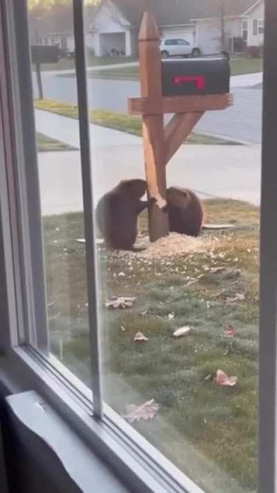 Para cada animal da lei existe pelo menos dois para animais do crime