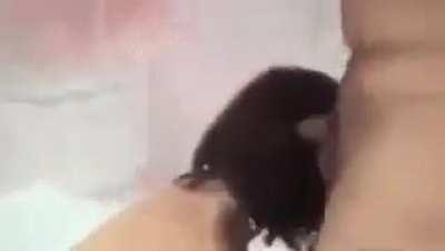 Asian porn star sees a fully erect micro penis for the first time and tries not to laugh