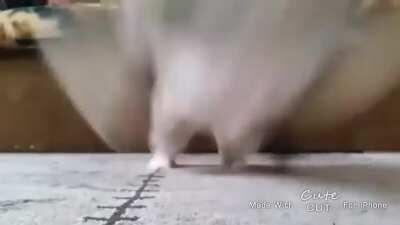 بندر في ماريو ميكر