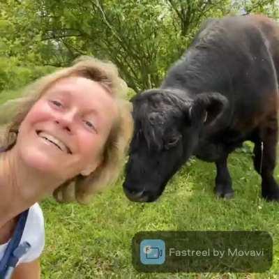 WCGW Belgian alderwoman taking selfie with a cow