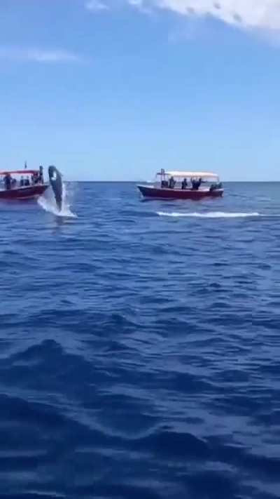 [Request] How fast would this orca be going to get as high as it did. (Ignore that it bodied a dolphin on the way up)