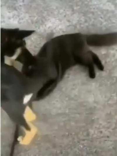 Just gonna casually wrap this around your neck…