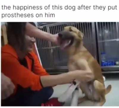 Dogs reaction after they put prosthesis on him