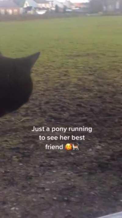 Just a pony running to see her best friend 🐱