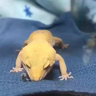 Master of hunting skill.