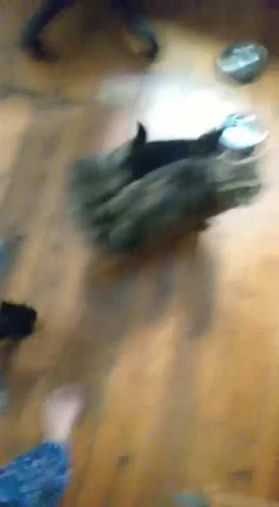 Momma cat and her kittens demanding food