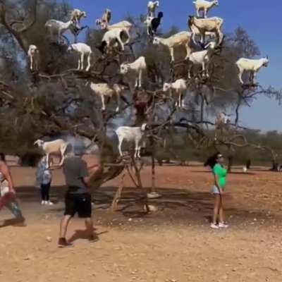 Tree Climbing Goats