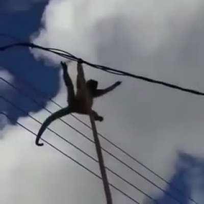 Macaco