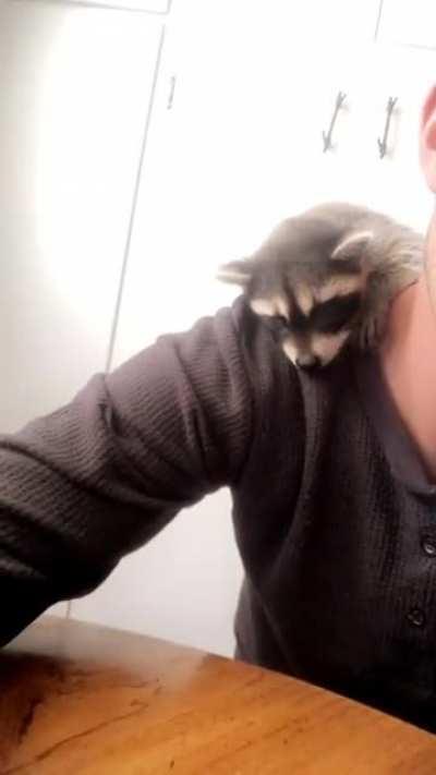 ‘Twas time for a snooze 💤🦝🦝