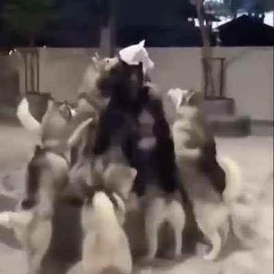 Bork, god of the Nordic clans