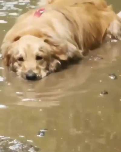 Cooling down in the Mud.