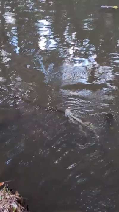 She is grace she is beauty