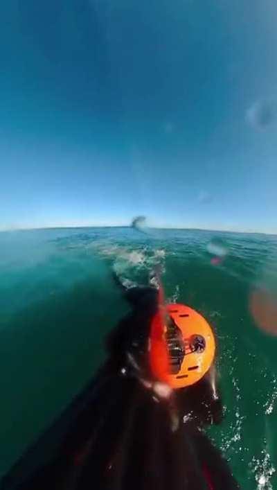 It turns out I'm scared of sharks! Happened a few hours ago, Victoria, Australia