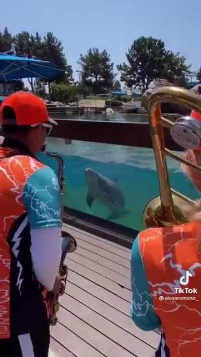 Dancing dolphin!! Credit goes to @alexaromano_ on tik tok!