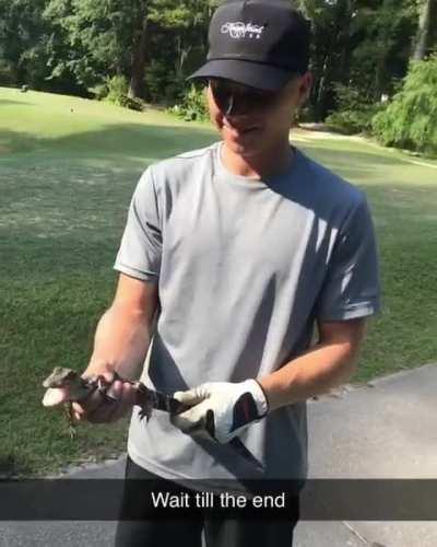 What a cute baby gator