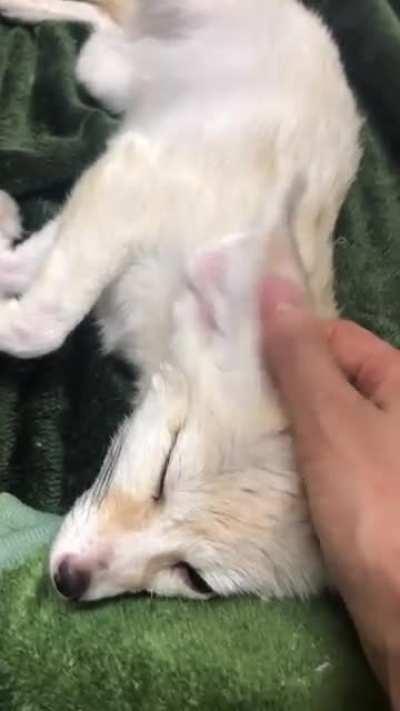 One minute of fen enjoying pets