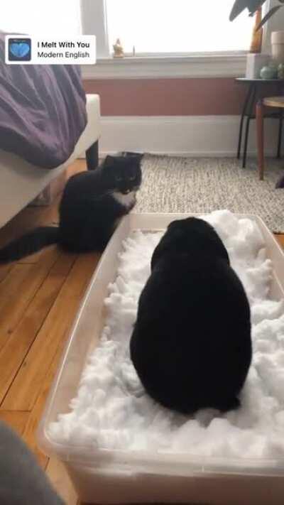 Louise had some fun playing in the snow today. Also our cat is very friendly just likes watching her while we’re around.