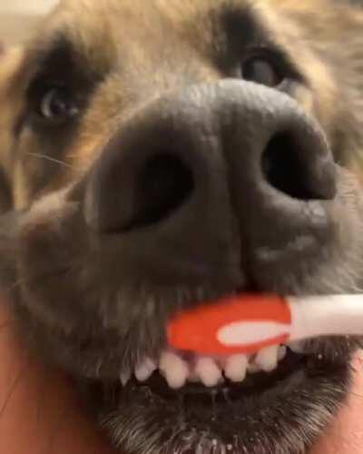 This good girl is patient when it comes to dental hygiene.