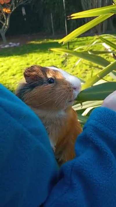 My guinea pig loves to eat this plant in my garden. The rest of the plants don't interest him, but this one in particular excites him a lot.