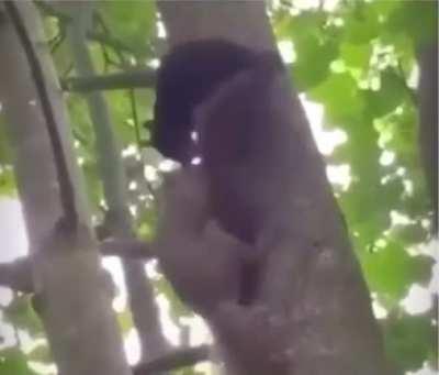 Gay frogs? Why not gay squirrels?