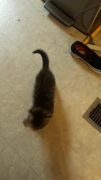 Frito and his crunchy meow, followed by needles in my leg