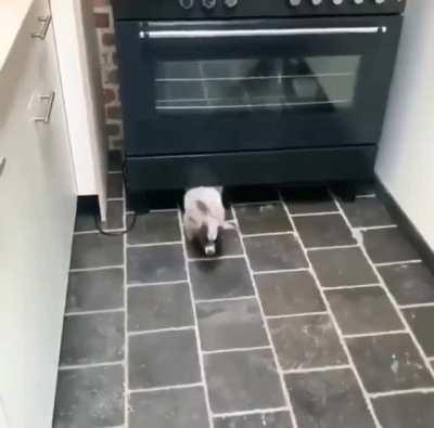 That little tail wag