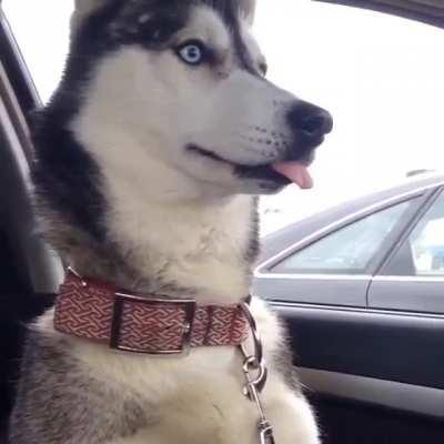 Husky blop