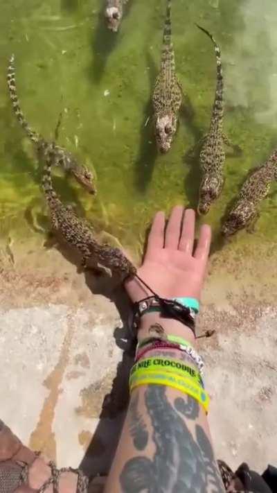 Baby crocodile attack.