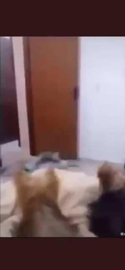 This was not what I expected