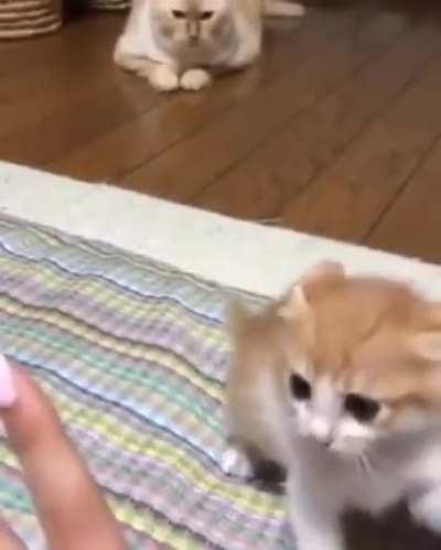 Don't mess with baby kitten... Lovely!!