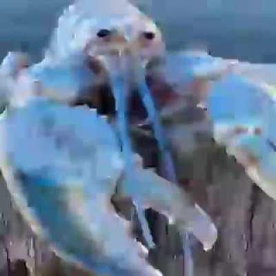 Here's the seizure xou requested, xir