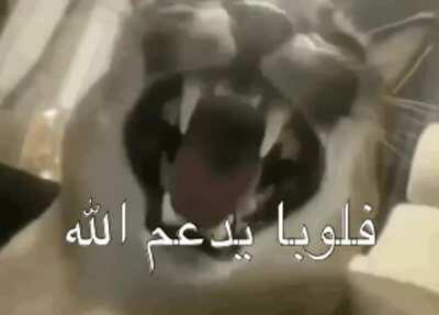 Inshallah (no clue what this says)