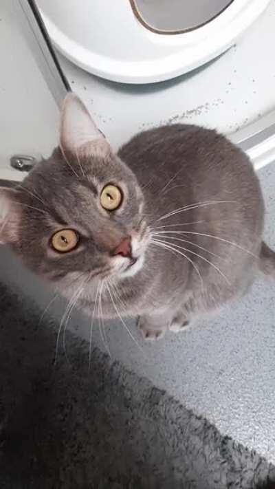 Morning chirps from Gigi