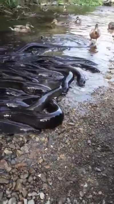 That one duck is for-eel