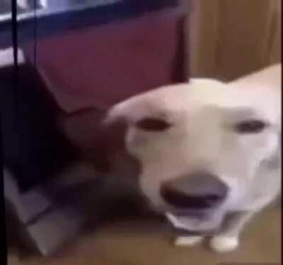 Butter dog 🐶 butter dog 🐶 butter dog butter dog 🐶 Butter dog 🐶 butter dog butter don 🐶 butter dog 🐶 butter dog