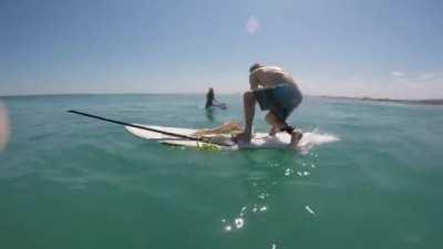 Gigantic squid tries to climb on paddle board