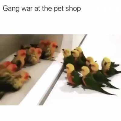 Gang wars