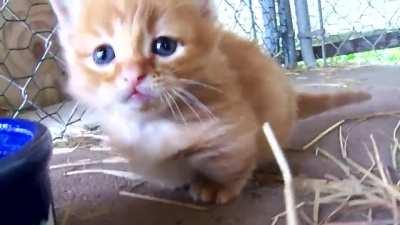 adorable orange kitten CRIMINAL LOCKED IN CAGEEEEE