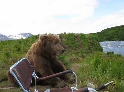 Bear sits next to a guy.