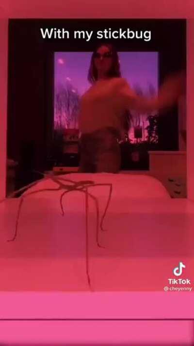 Lil' stick bug with a lot o' moves!