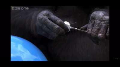 Chris camping, eating marshmallows