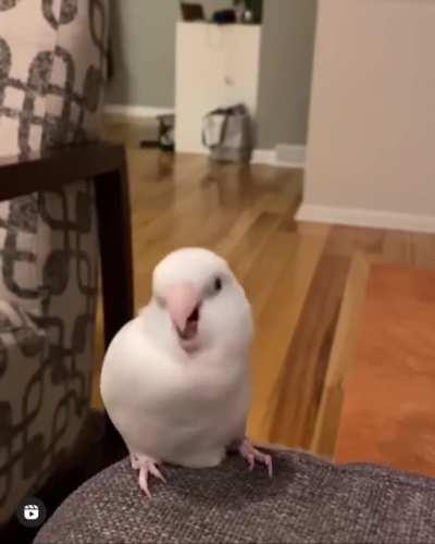 all you gotta do is just wiggle a bit