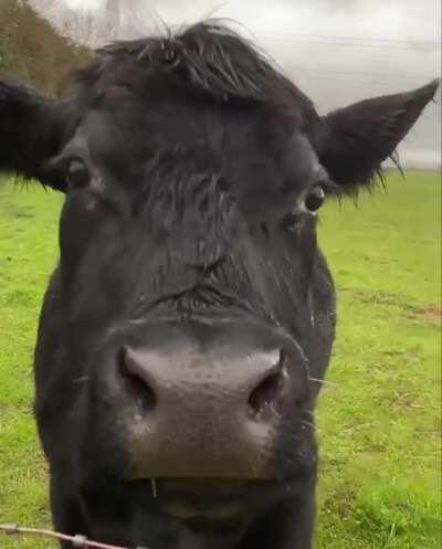 Boop with a capital B